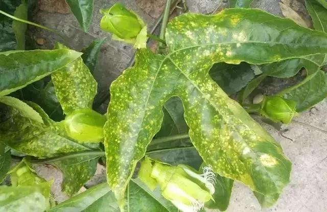 百香果的七大病害图解,百香果病害图谱及防治