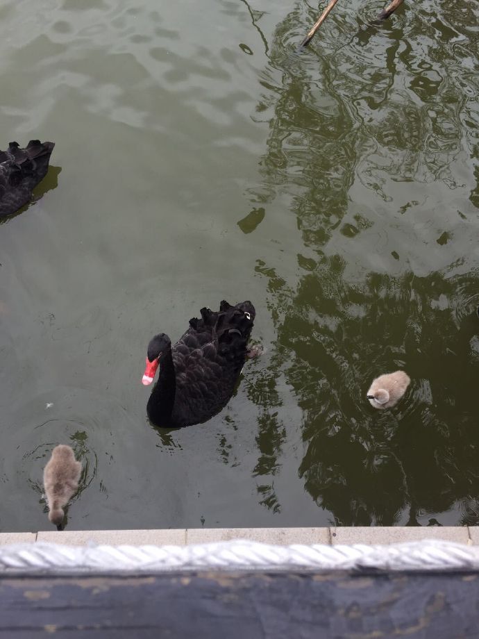 长隆野生动物园旅游攻略带娃,广州长隆动物园适合亲子游