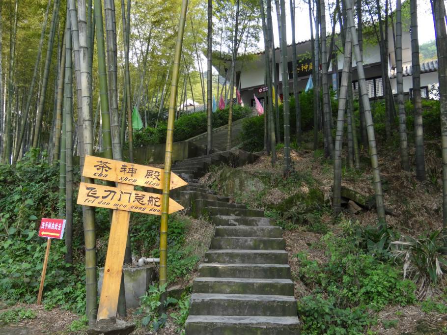 茶园和竹海生在一起会是什么样的美景？重庆永川茶山竹海给你答案