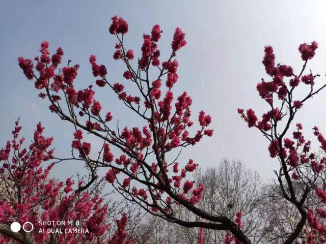 梅花山小梅山,南京梅花山和第一梅山有区别