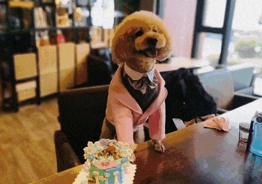 全球宠物展览会举办最多的地方,十月宠物展会时间表