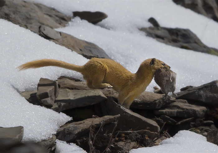 黄鼠狼偷鸡历史,黄鼠狼先后两次偷鸡