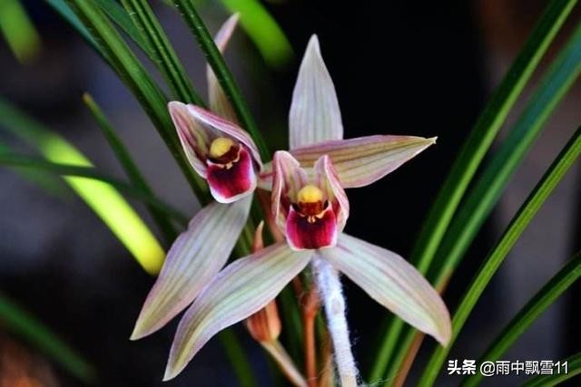 兰花叶尖发黑发黄是怎么回事,怎么判断兰花浇水缺水了