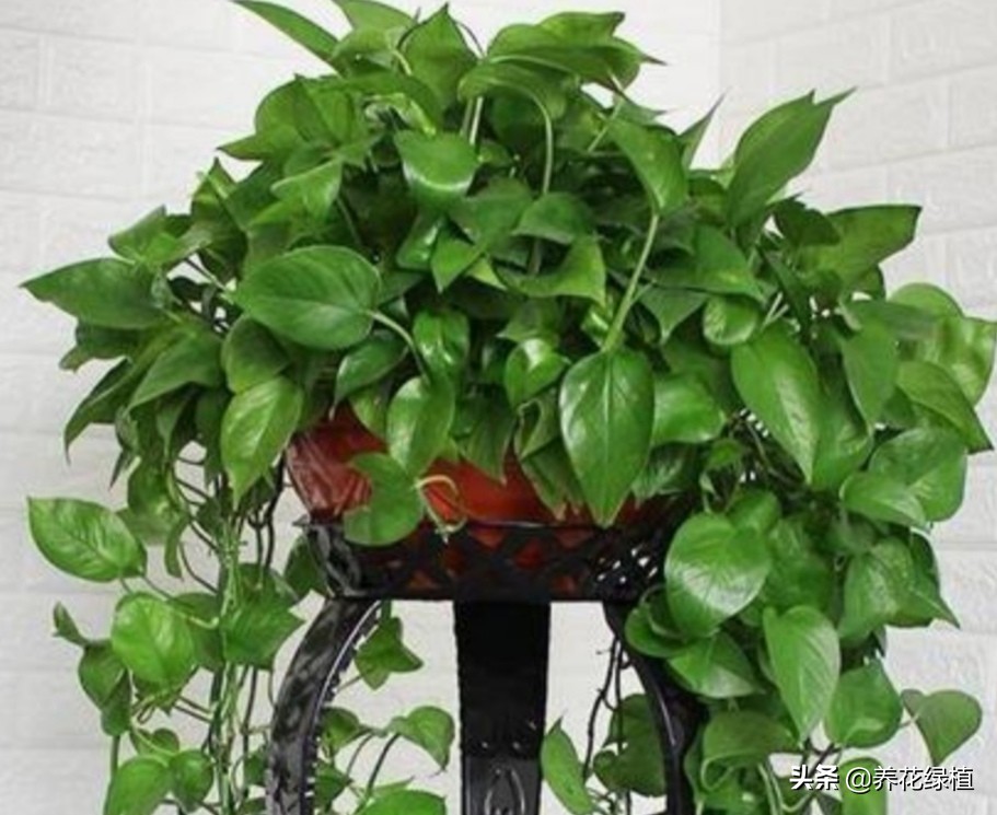 绿萝土培怎么养才能更旺盛一些,土培绿萝怎么养才能不黄叶茂盛