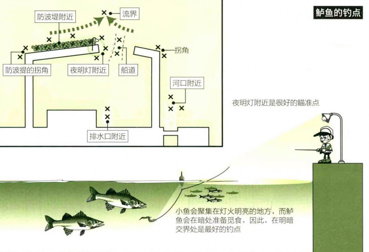 「日本专业矶钓书籍」海鲈矶钓技巧浮游矶钓鲈鱼