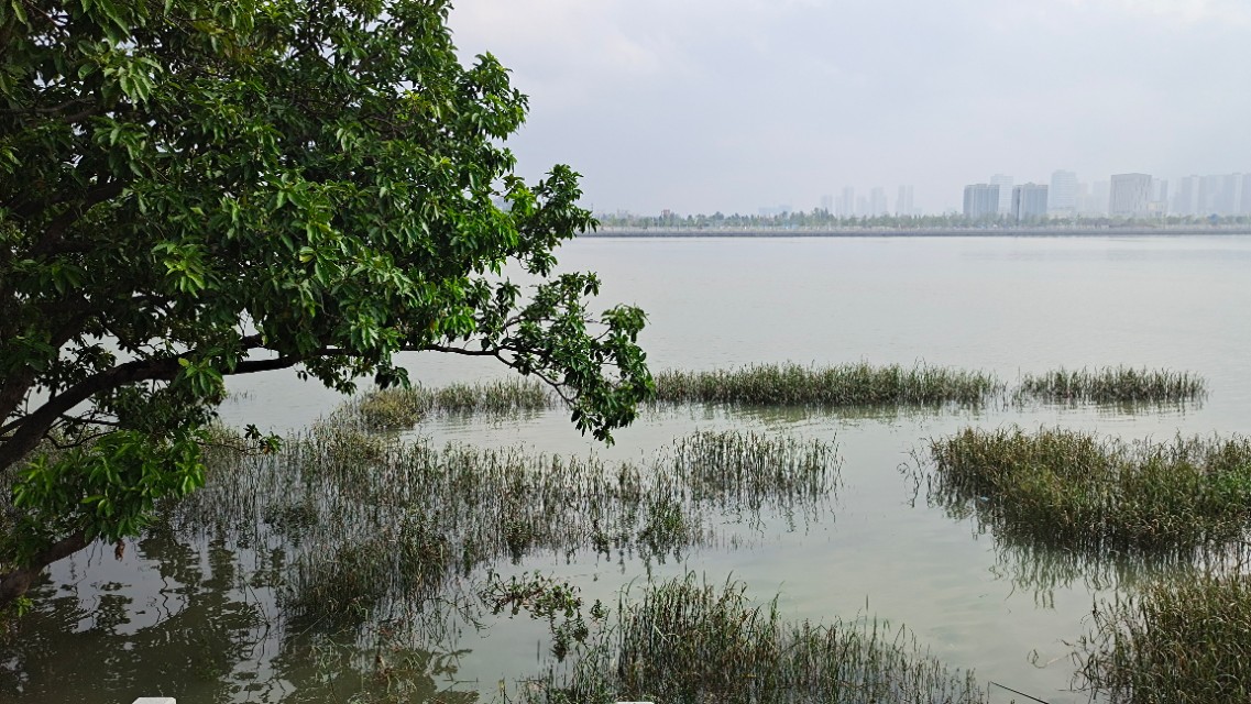 珠海井岸黄楊河湿地公园,20200927