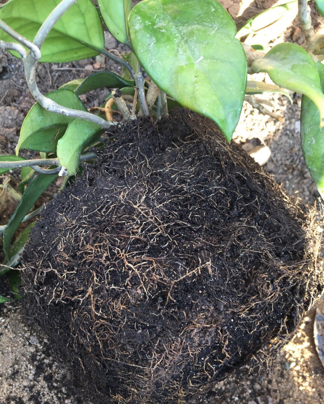 盆栽球兰花的养殖方法,花卉球兰的养殖方法和技巧