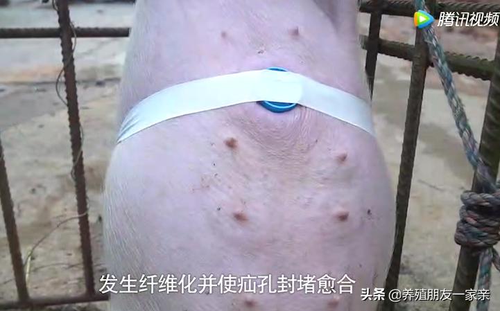 小猪脐疝怎么治疗最好,小猪脐疝怎么做手术