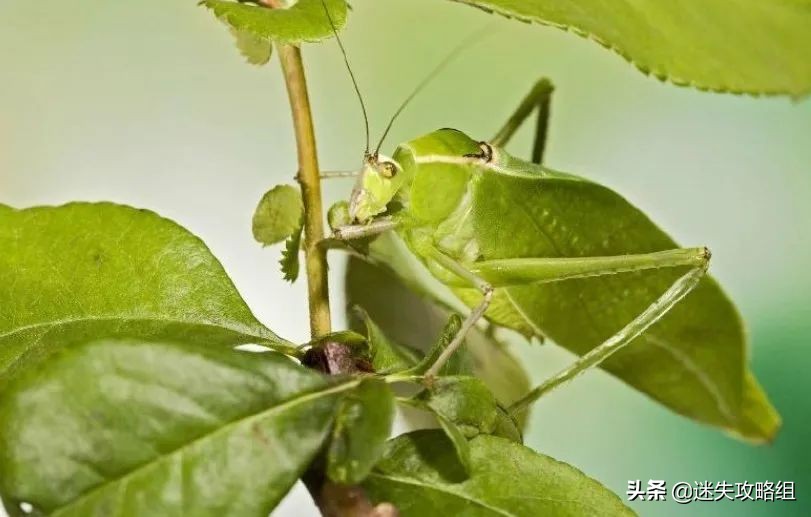 阴暗森林游戏的背景,阴暗森林游戏解析