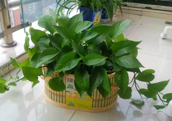 绿萝长得太旺盛可以在家里养吗,家里绿萝怎么养好看又不发臭