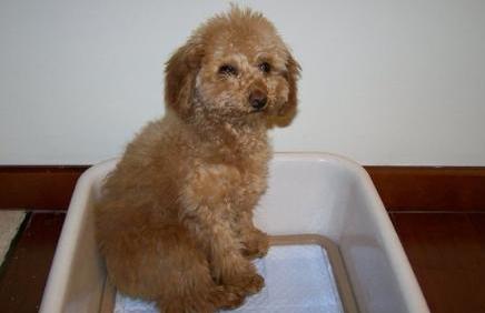 训练泰迪照顾宝宝,泰迪犬怎么训练才能听话呢