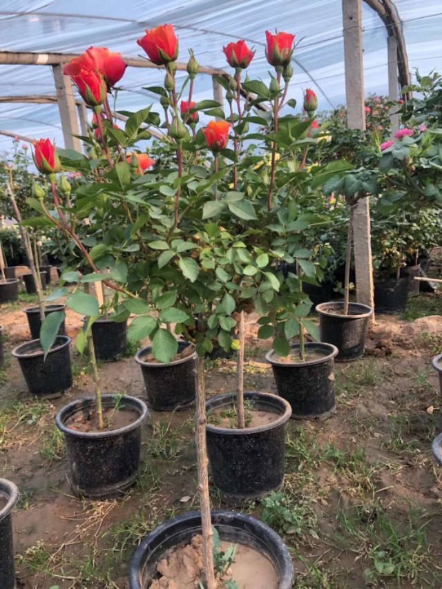 青州市芳润花海景观草花苗木,青州草花地被苗木供应