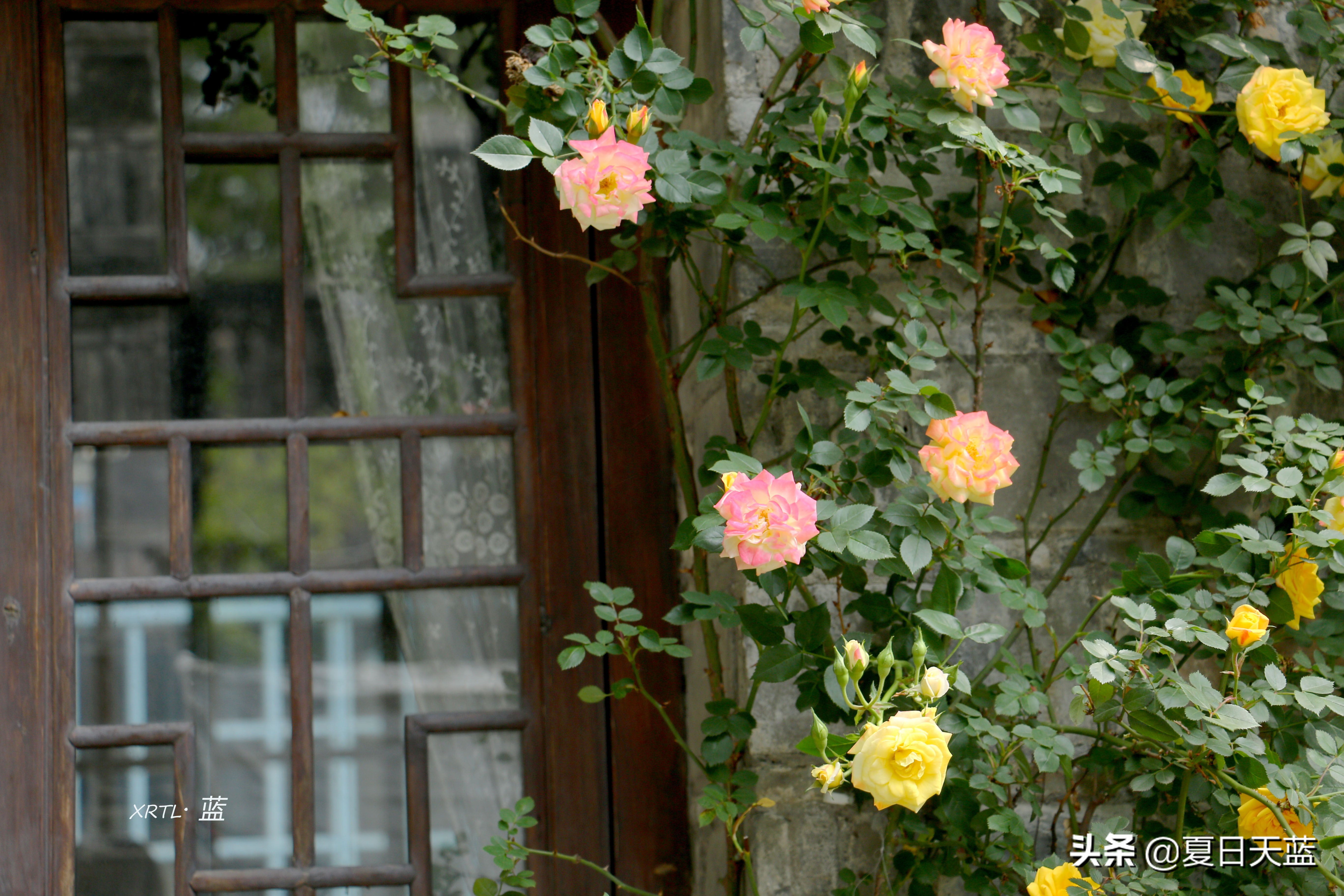 老门东蔷薇高清图片,老门东蔷薇花人像