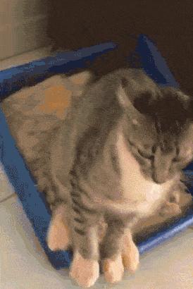 猫拉完屎还满屋疯跑？铲屎官：想当场自杀