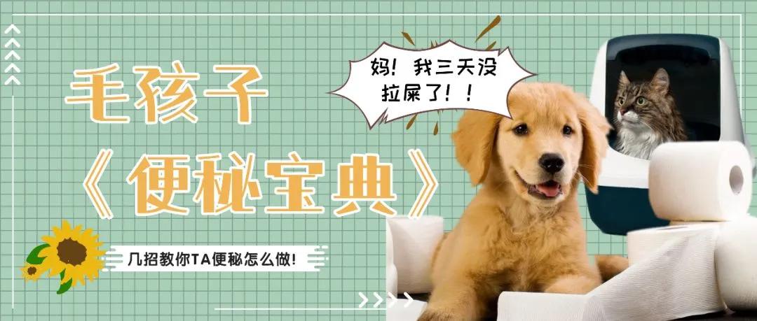 小猫咪为啥乱拉屎,有些小猫咪表面挺正常