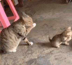 好不容易养大的猫被猪拱了,猫为什么喜欢被猪拱