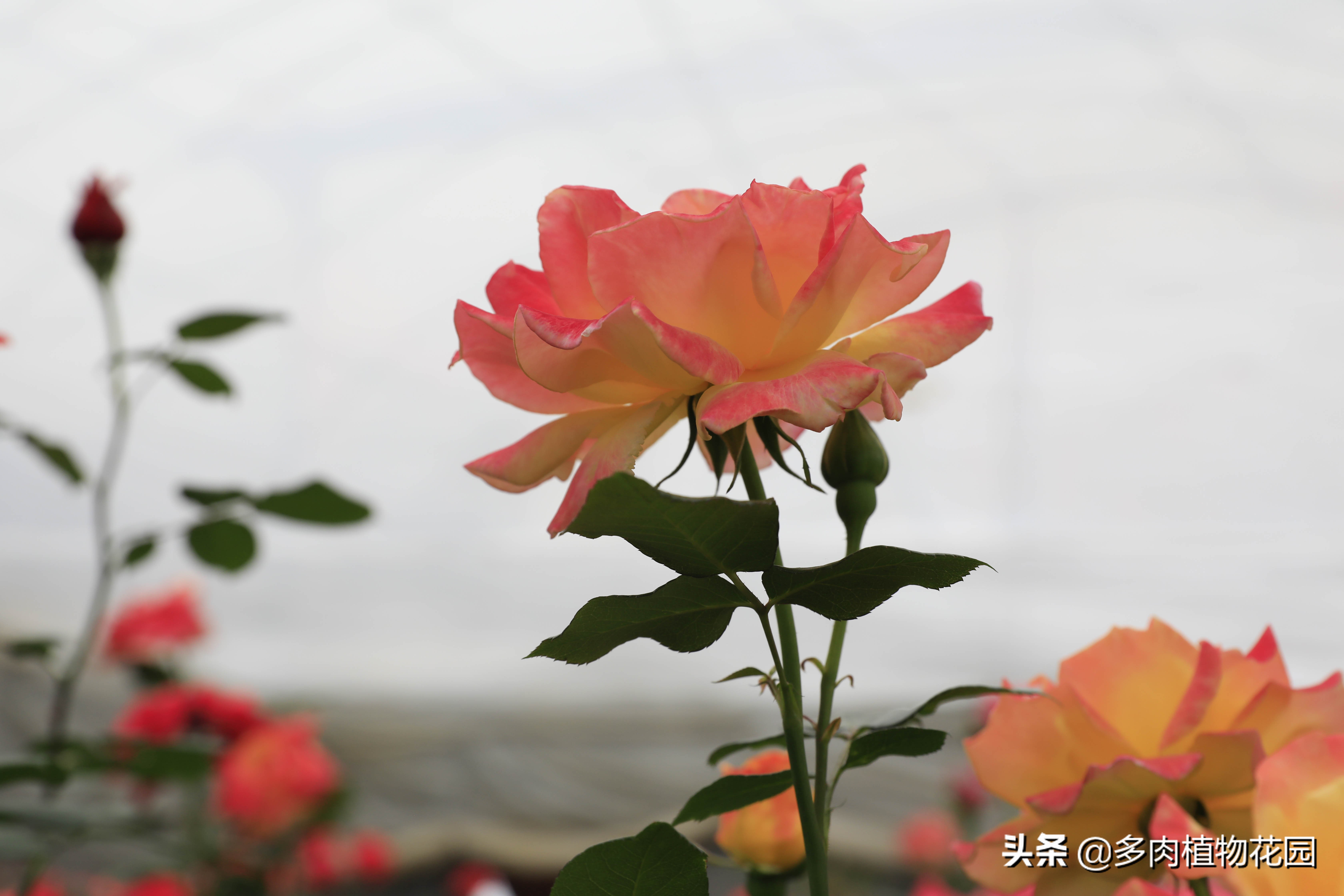露台月季花的养护,月季花苗养护方法