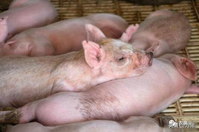 仔猪红痢是什么病,仔猪红痢临床最明显的症状是