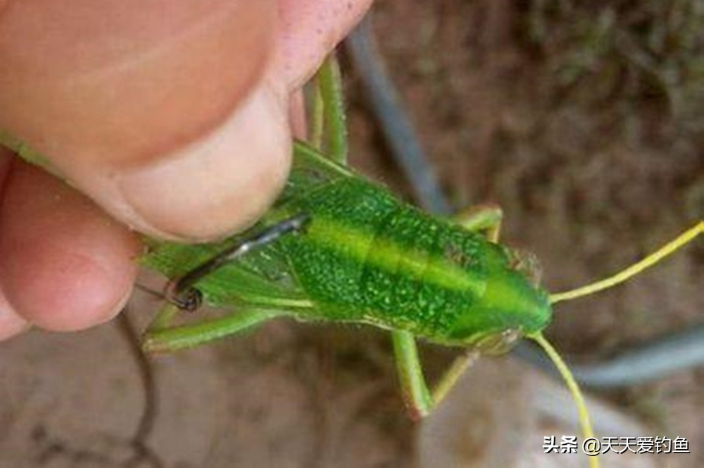 晚秋晚上钓草鱼是钓底还是浮,秋末夜钓大草鱼适合几点