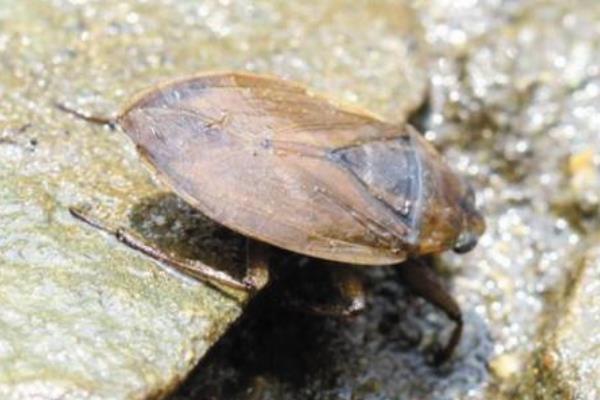 中国稀有动植物名称及分布,中国植物动物介绍