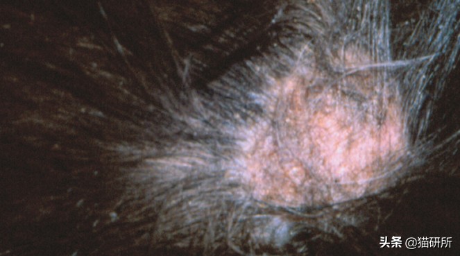 猫癣最全的药物治疗方法,如何快速的治愈猫癣