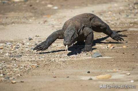 科莫多龙岛图片,科莫多恐龙爬行巨兽