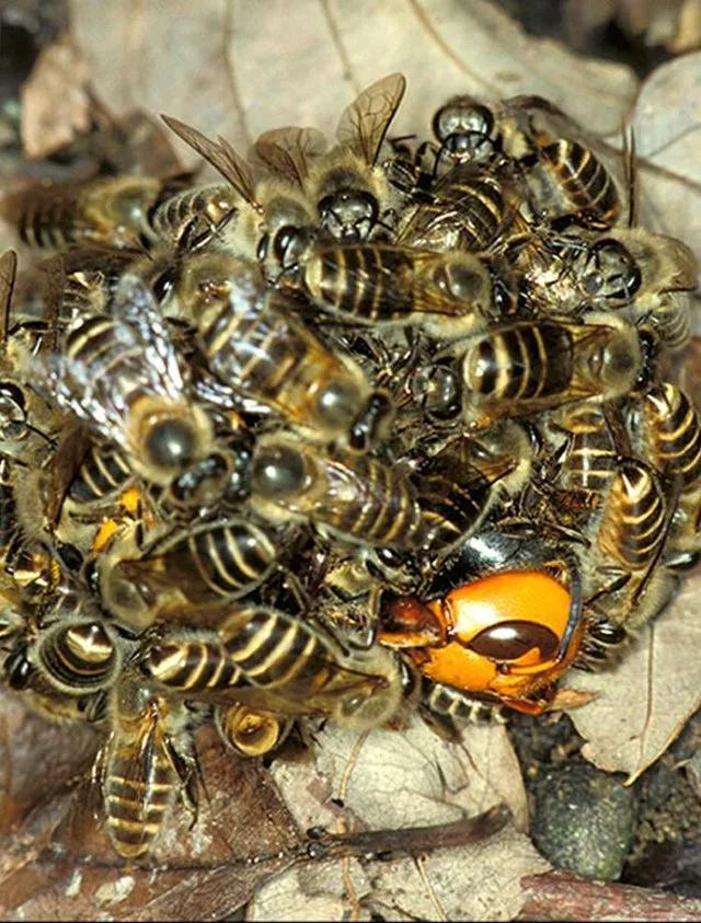 30只大黄蜂团灭3万只蜜蜂,30只日本大黄蜂猎杀蜜蜂