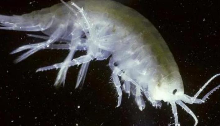 人类胚胎发现塑料,人类胎盘发现微塑料