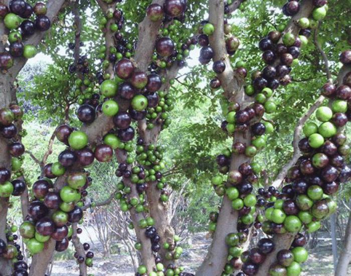 广东水果黑珍珠,黑珍珠水果产地最好的地区