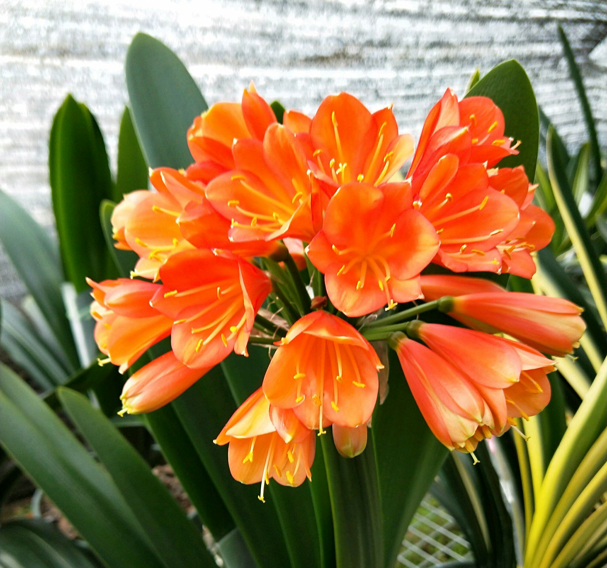 君子兰开花时可不可以浇水,君子兰开花了还需要浇水吗