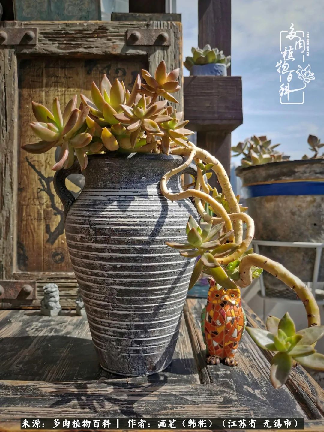 阳台多肉花园简直美翻了,适合男生养的多肉