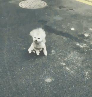 冬天如何养狗狗,狗狗怎么照顾最好