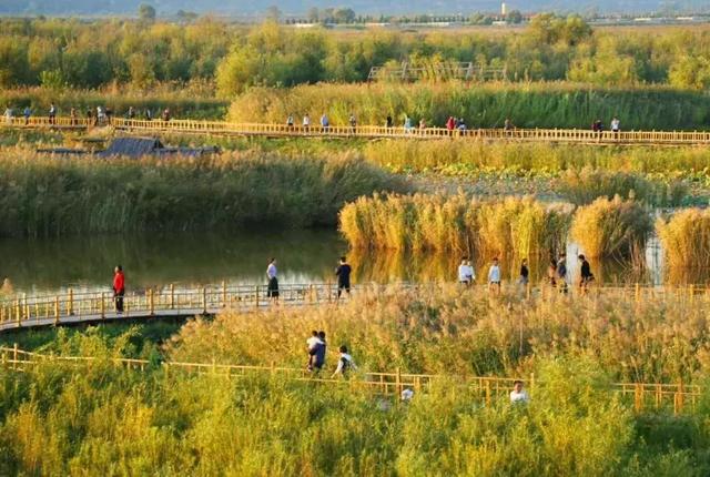 冬天来合阳，赏万顷芦荡，候鸟齐飞（组图）