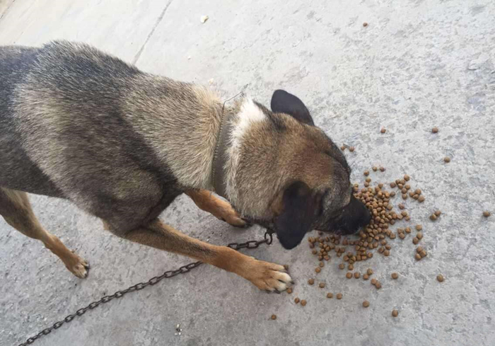 水泡的狗粮营养会不会流失,狗粮每次都需要水泡吗