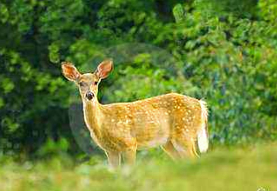 印度占星术与中国古天文学,印度神学体系