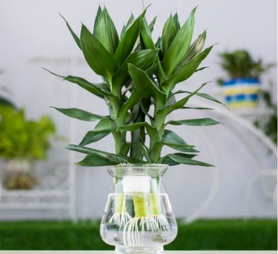 水培植物水里有小蚊子怎么办,夏天水培植物如何灭蚊子