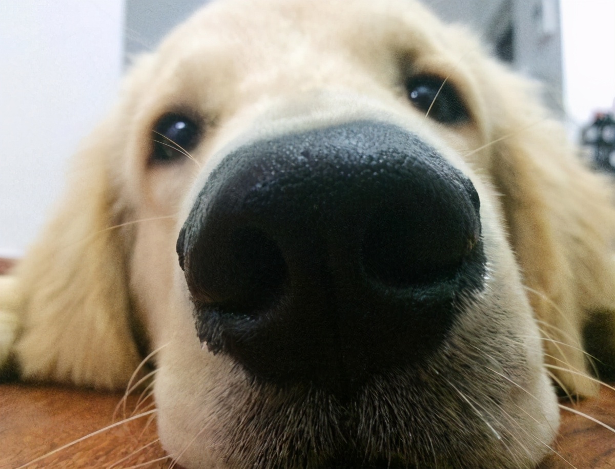 金毛犬怎么挑选纯不纯,金毛犬要怎么挑选才是最好的