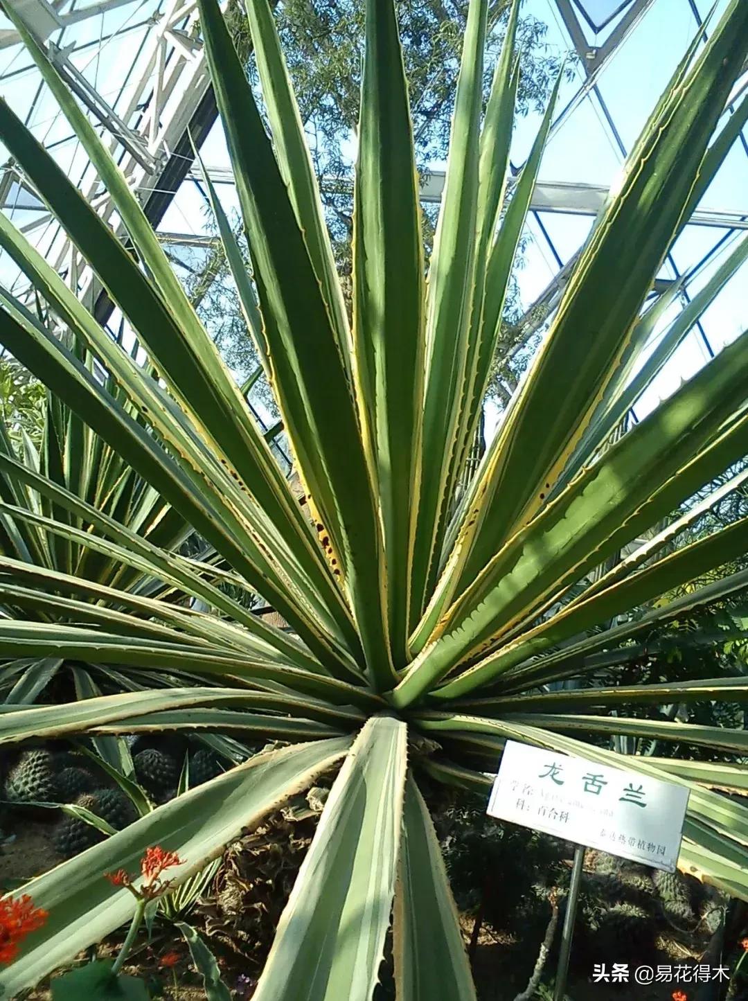 丝兰凤尾兰剑麻就是同一种植物吗,龙舌兰和剑兰的区别图片