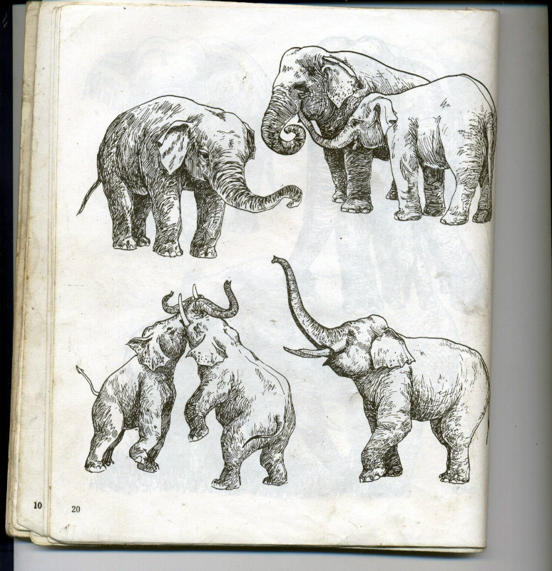 一百幅动物素描,近百幅动物画