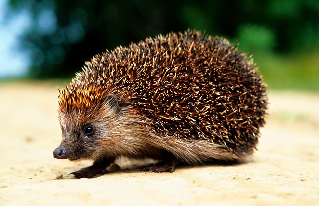 刺猬全身是刺怎么怀孕,刺猬怀孕的时候会被刺吗