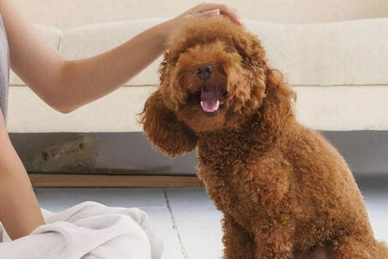 泰迪打了狂犬疫苗咬人是不是没事,泰迪咬人是什么原因引起的