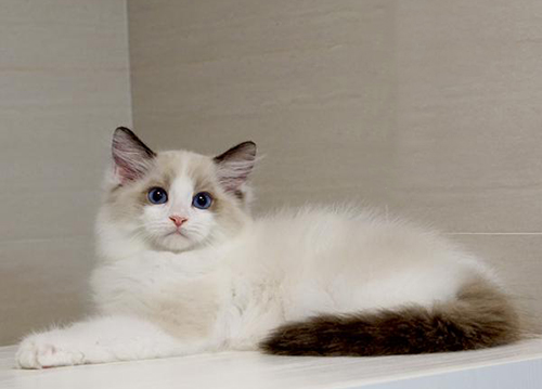 布偶猫价格一般是多少钱一只,布偶猫市场价多少钱一只