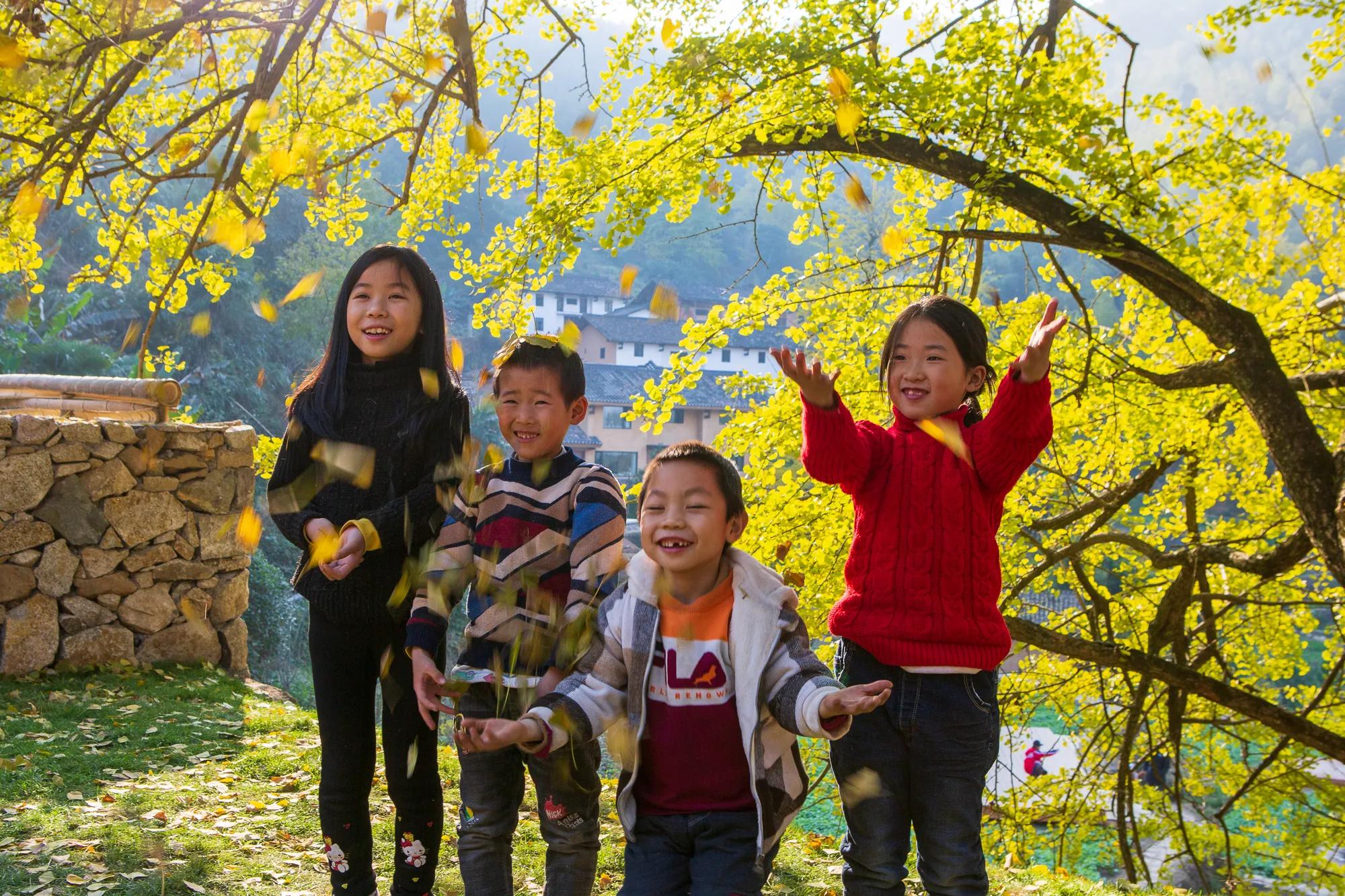 高岭古村银杏,高岭乡高岭村