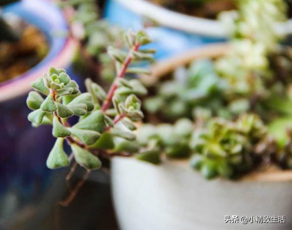 盘点6种适合秋天养的多肉,适合一年四季阳台养的多肉植物