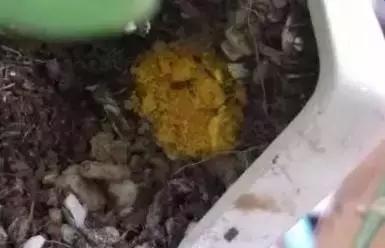 养花的盆要不要戳些洞,养花小知识小技巧大全图解