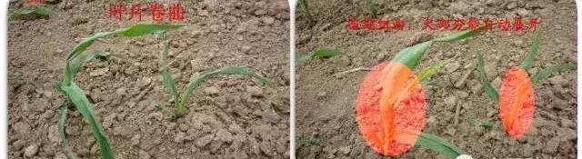 玉米苗卷叶是什么病如何治,玉米最近发生的大事