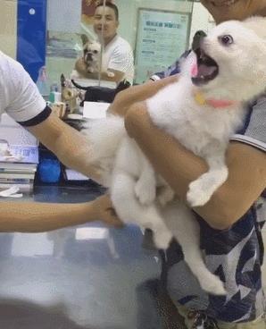 养猫狗常备药,宠物猫狗常用药