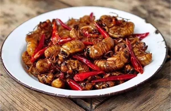 明星吃虫子大全,明星吃虫子事件