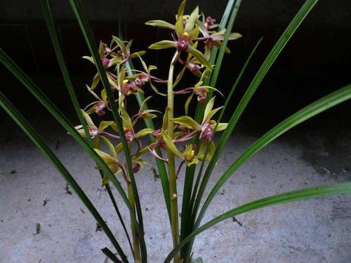 蕙兰干瘪腐烂怎么办,大花蕙兰消苞怎么处理