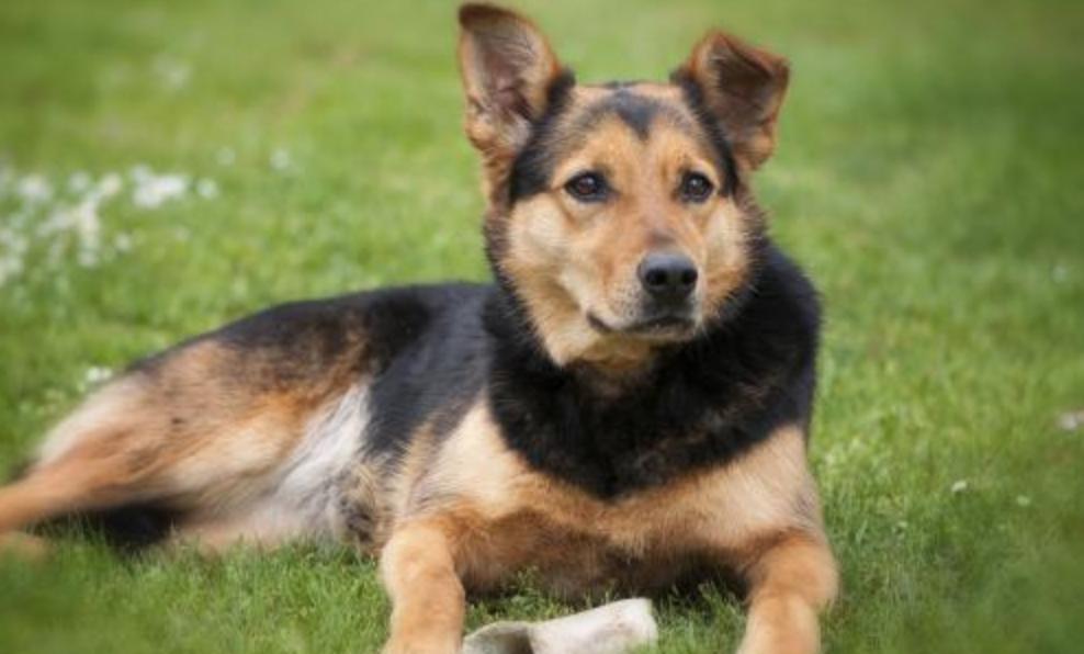 刚分娩的母狗如何预防疾病,预防母狗怀孕有什么好办法